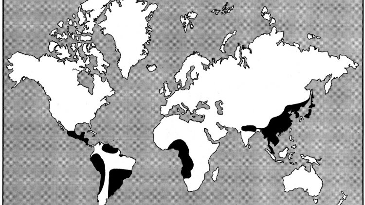 No Rinderpest In Cattle Financial Tribune   12 Human Plague 